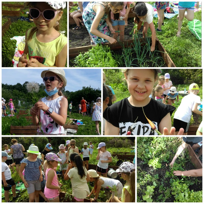 Piknik na szkolnej działce - radosne dzieci bawią się w ogródku i poznają rośliny