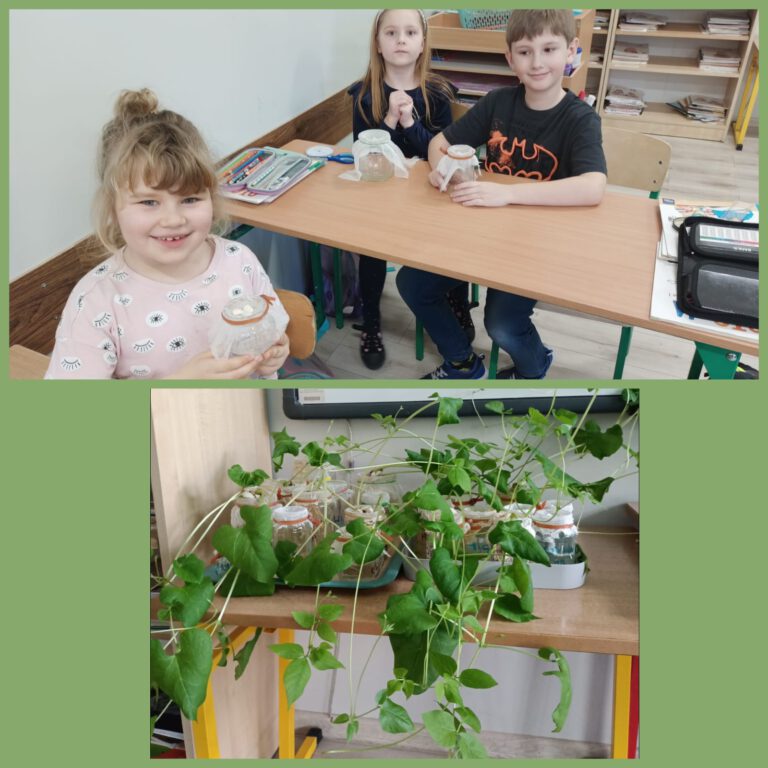 uczniowie zakładają hodowlę roślin strączkowych