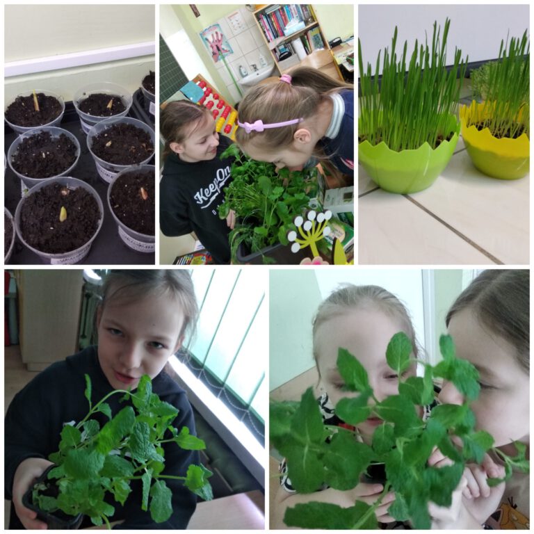 doniczki z roślinami zasadzonymi przez uczniów