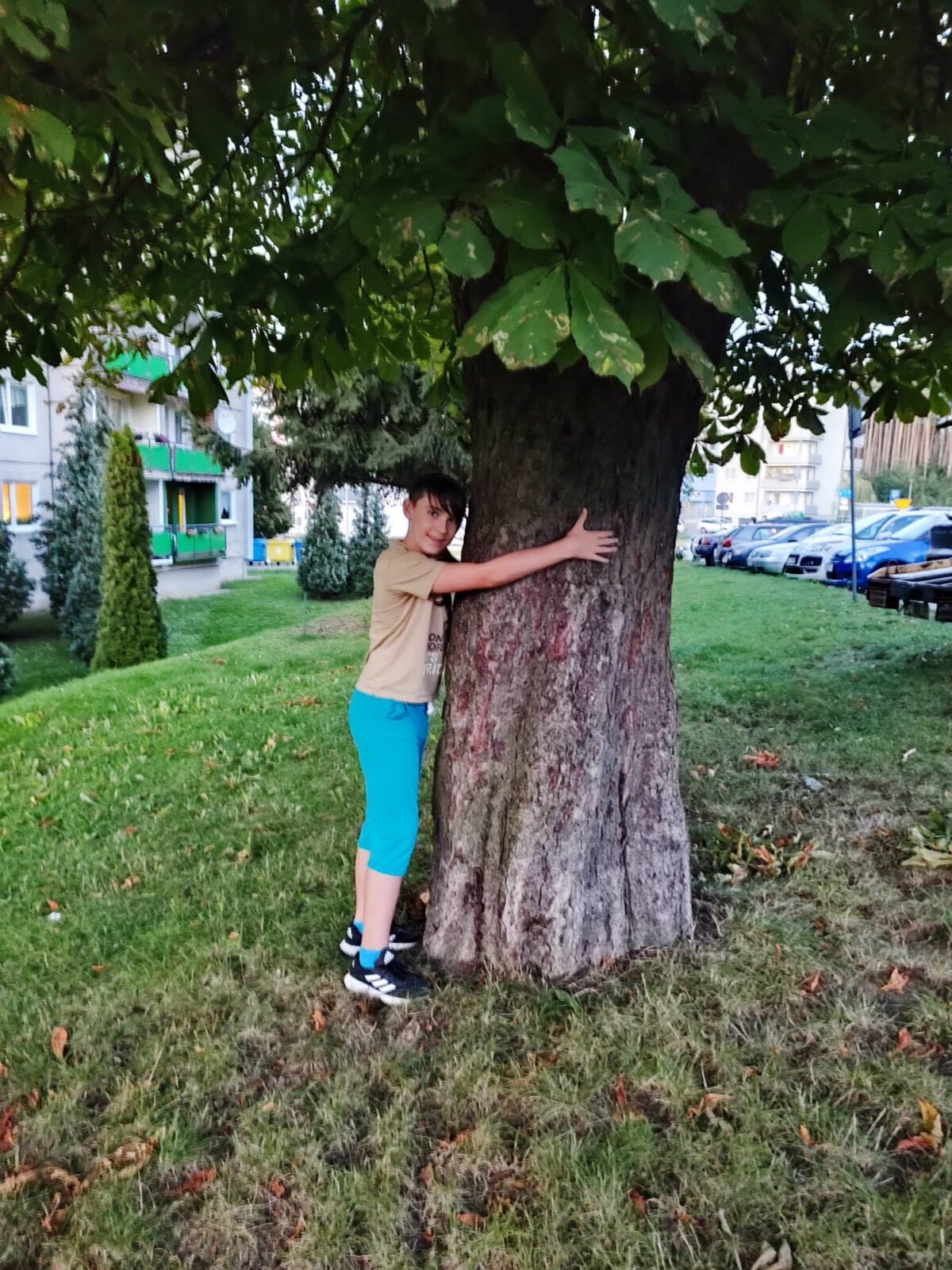 Przytul się do drzewa