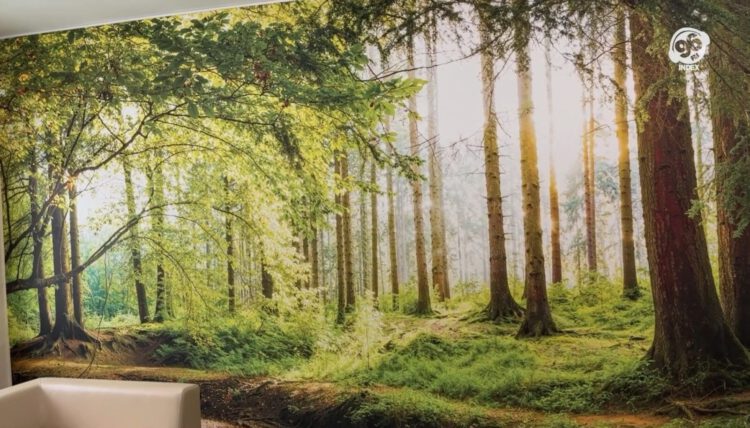Ściana z fototapetą z motywem lasu